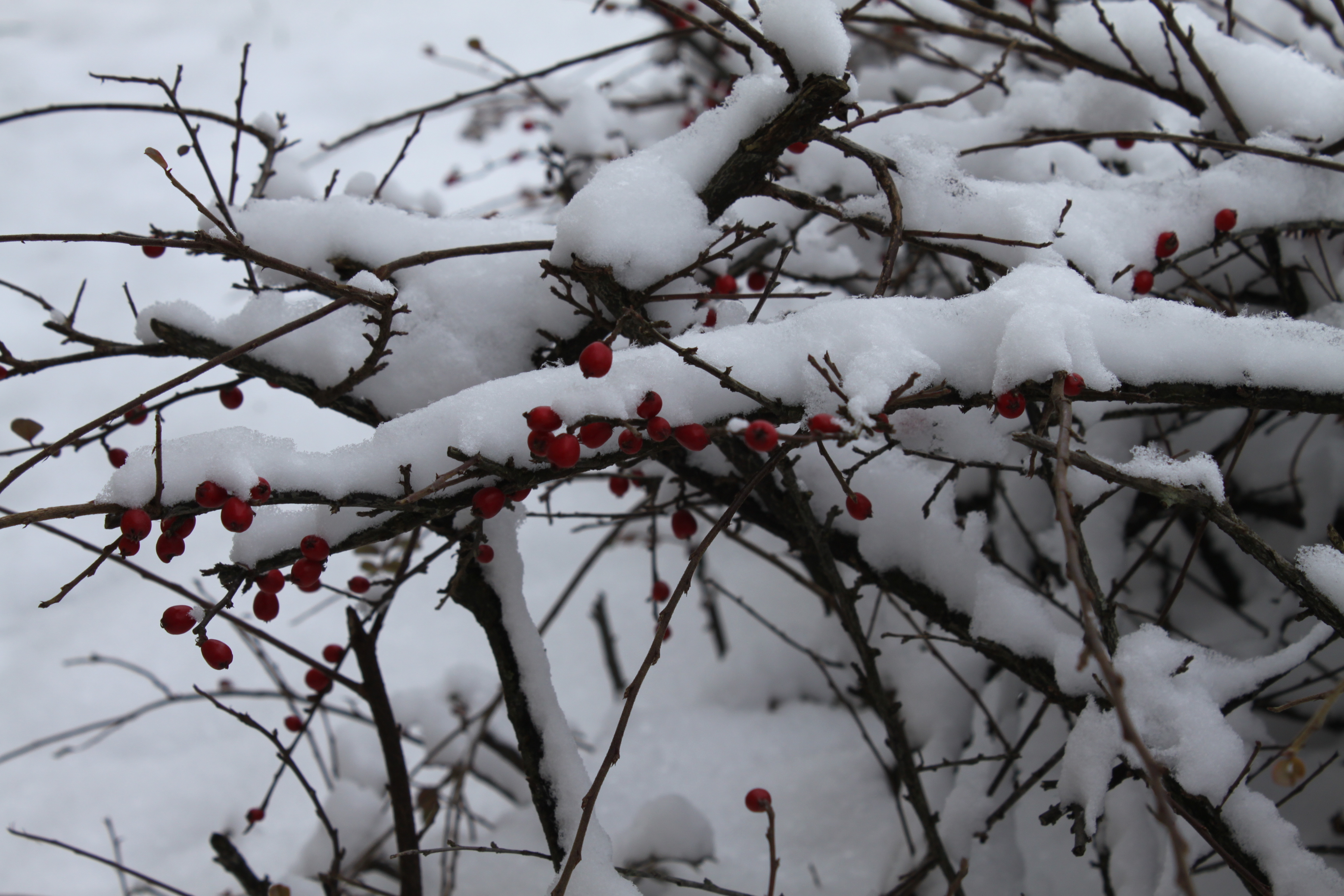Nov Dec 2012 251