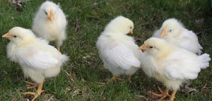 Only 2 weeks old, but their adult white feathers appeared quickly.